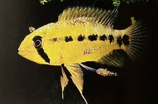 apistogramma cacatuoïdes femelle